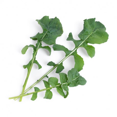 Lingot® BIO Rucola