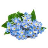 Vorschau: Lingot® - Bio Vergissmeinnicht (Myosotis) Vorschau: Lingot® - Bio Vergissmeinnicht (Myosotis)