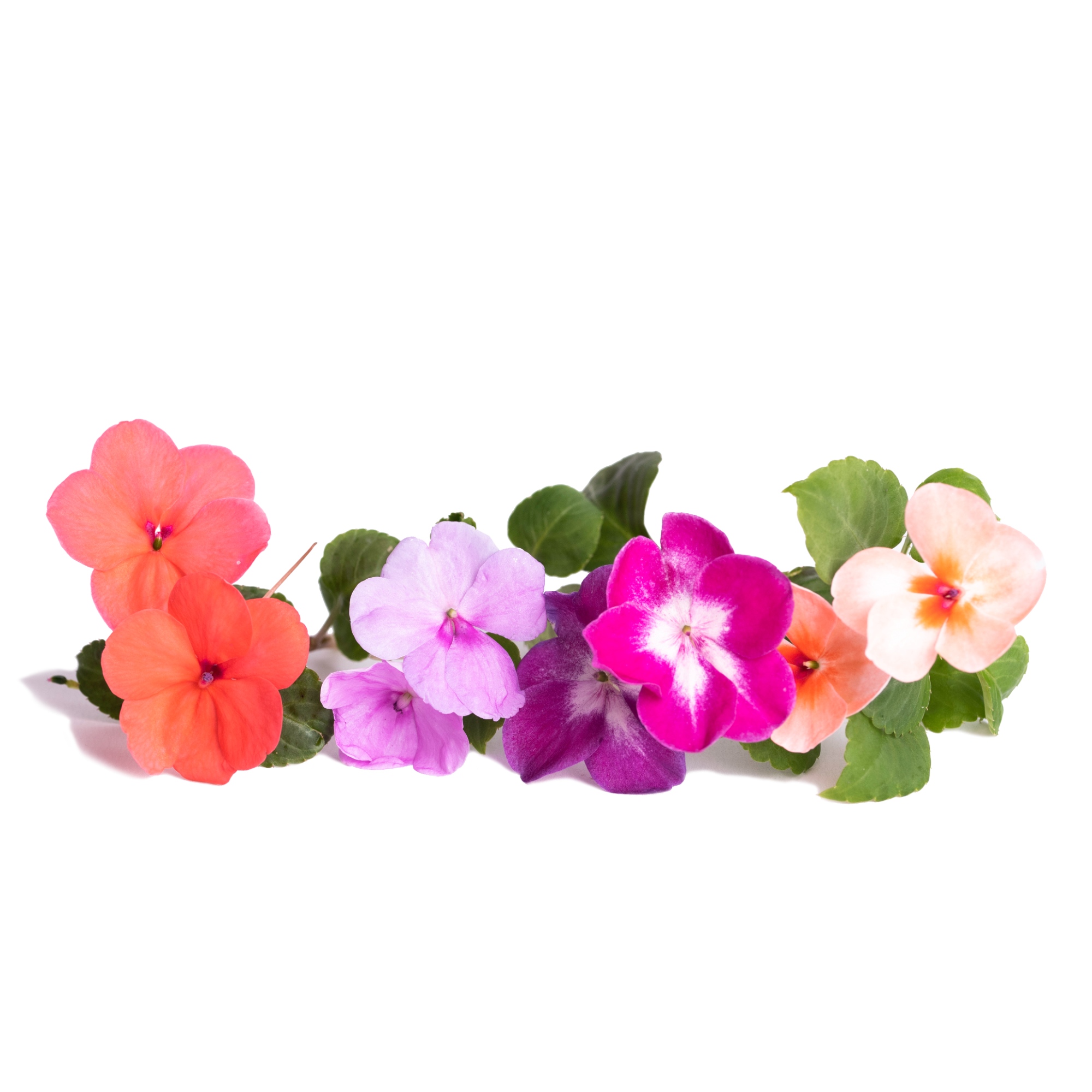 Lingot® - Bio Fleissiges Liesschen (Impatiens)