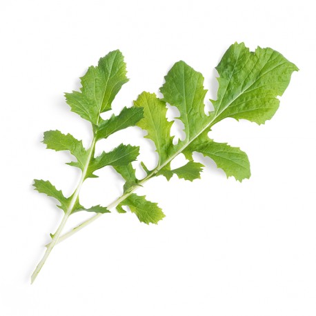 Lingot® - BIO Naménia