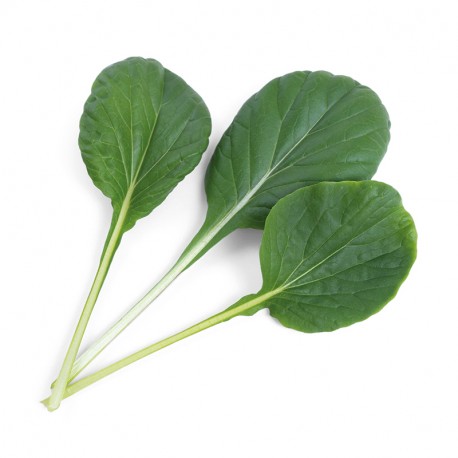 Lingot® - BIO Rosetten-Pak-Choi (Tatsoi)