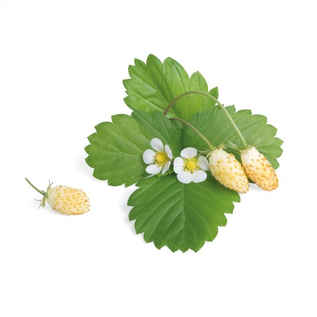 Lingot® - Weisse Walderdbeeren