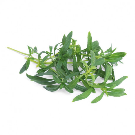Lingot® - BIO Winter-Bohnenkraut
