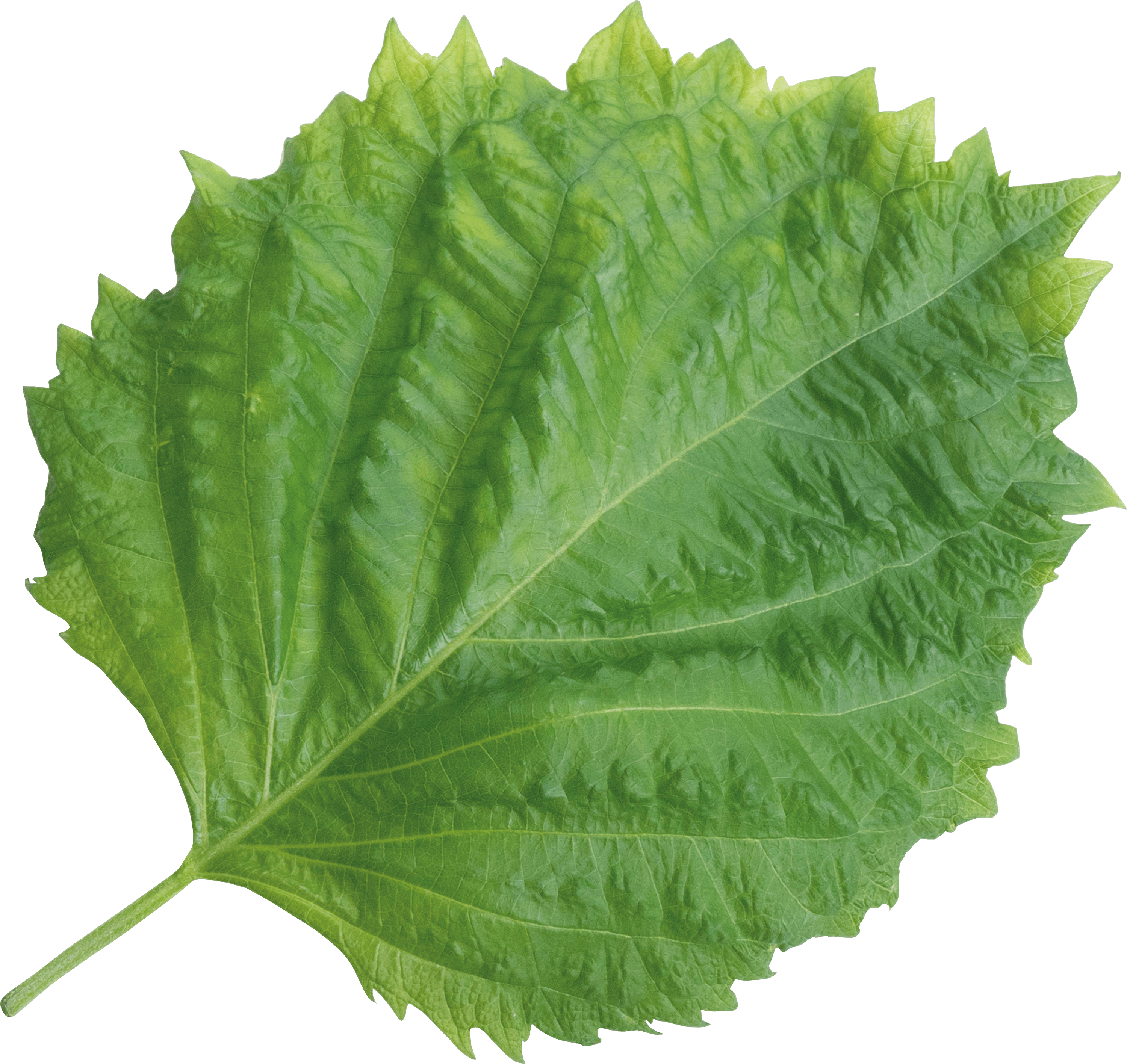 Lingot® - BIO Grünes Shiso