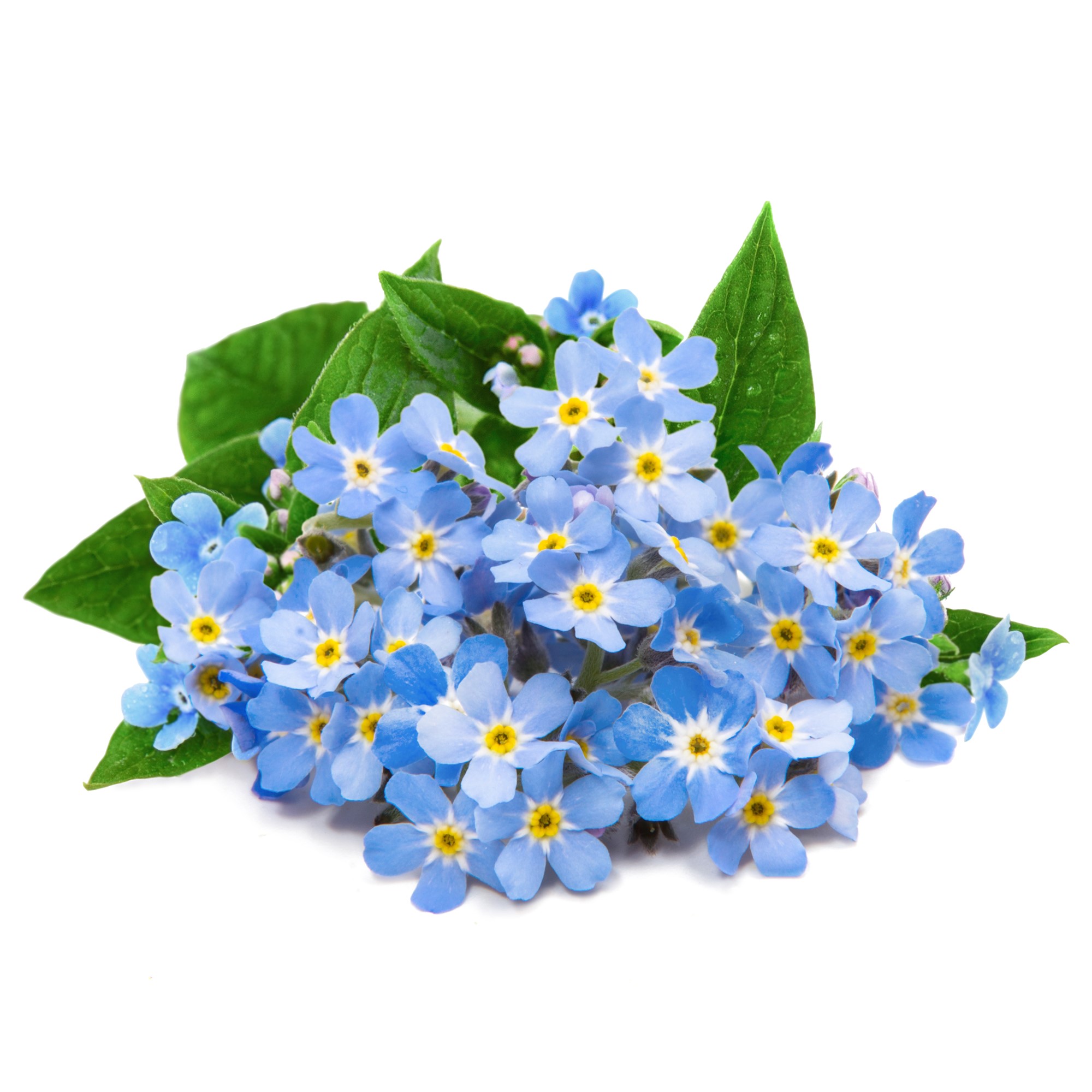 Lingot® - Bio Vergissmeinnicht (Myosotis)