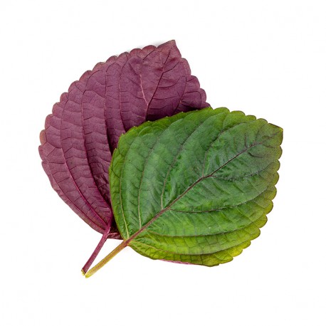 Lingot® - Zweifarbiges Shiso