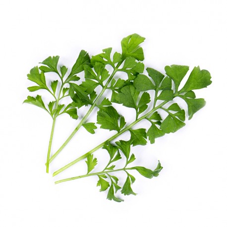 Lingot® - BIO Gartenkresse