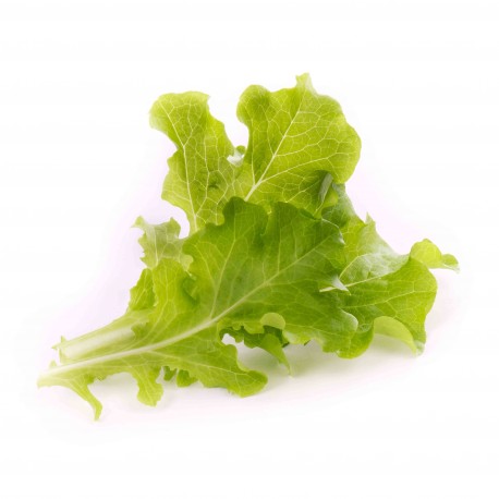 Lingot® - BIO Eichblattsalat