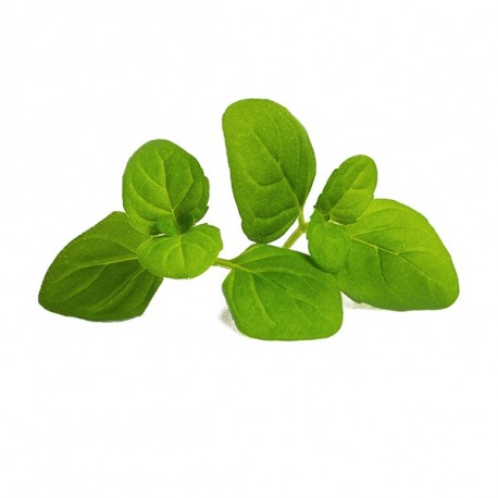 Lingot® - Bio Eisige Minze