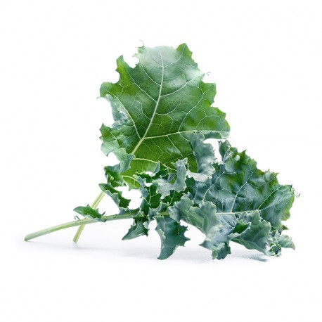 Lingot® - BIO Grünkohl