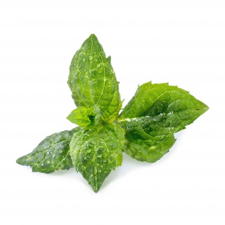 Lingot® - Grüne BIO Minze