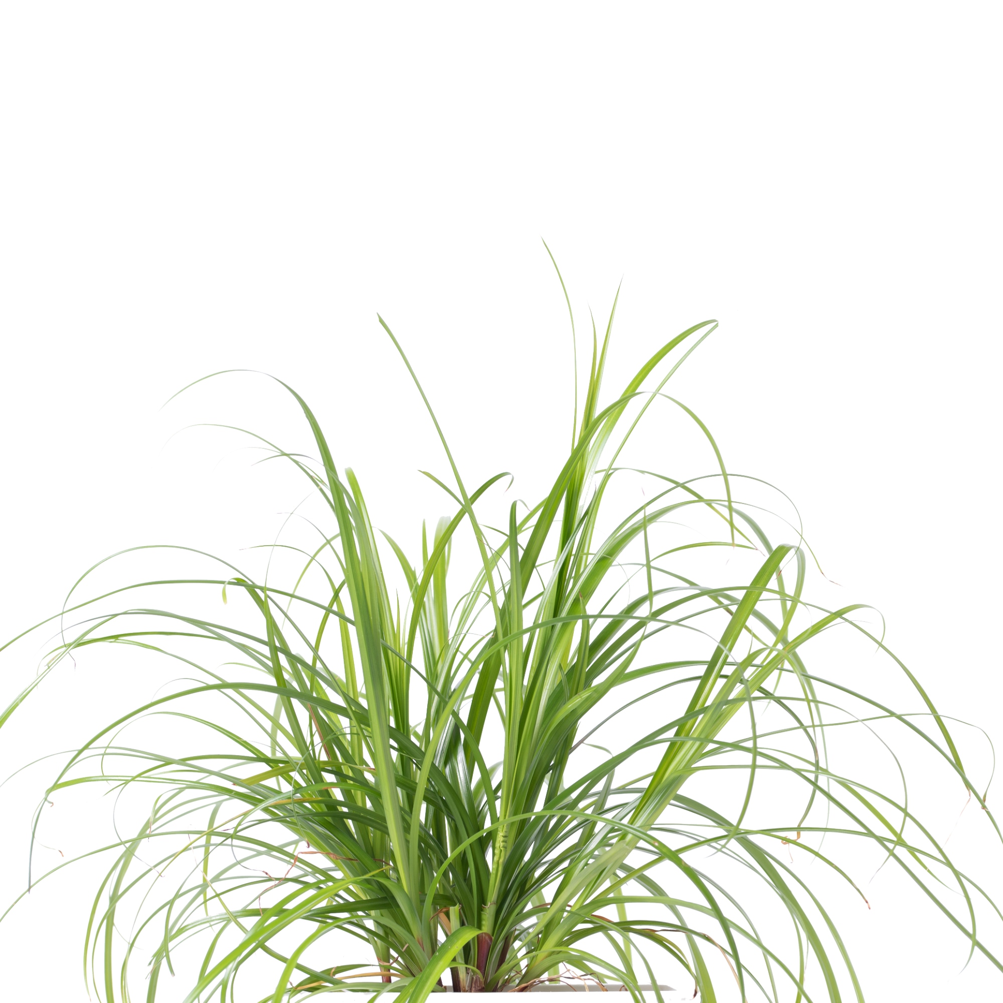 Lingot® - Bio Katzengras cyperus