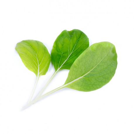 Lingot® - BIO BOK CHOY