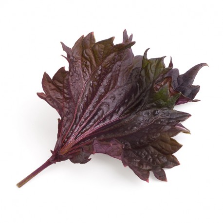 Lingot® - BIO Purpur Shiso