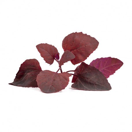 Lingot® - BIO Roter Orach (Gartenmelde)