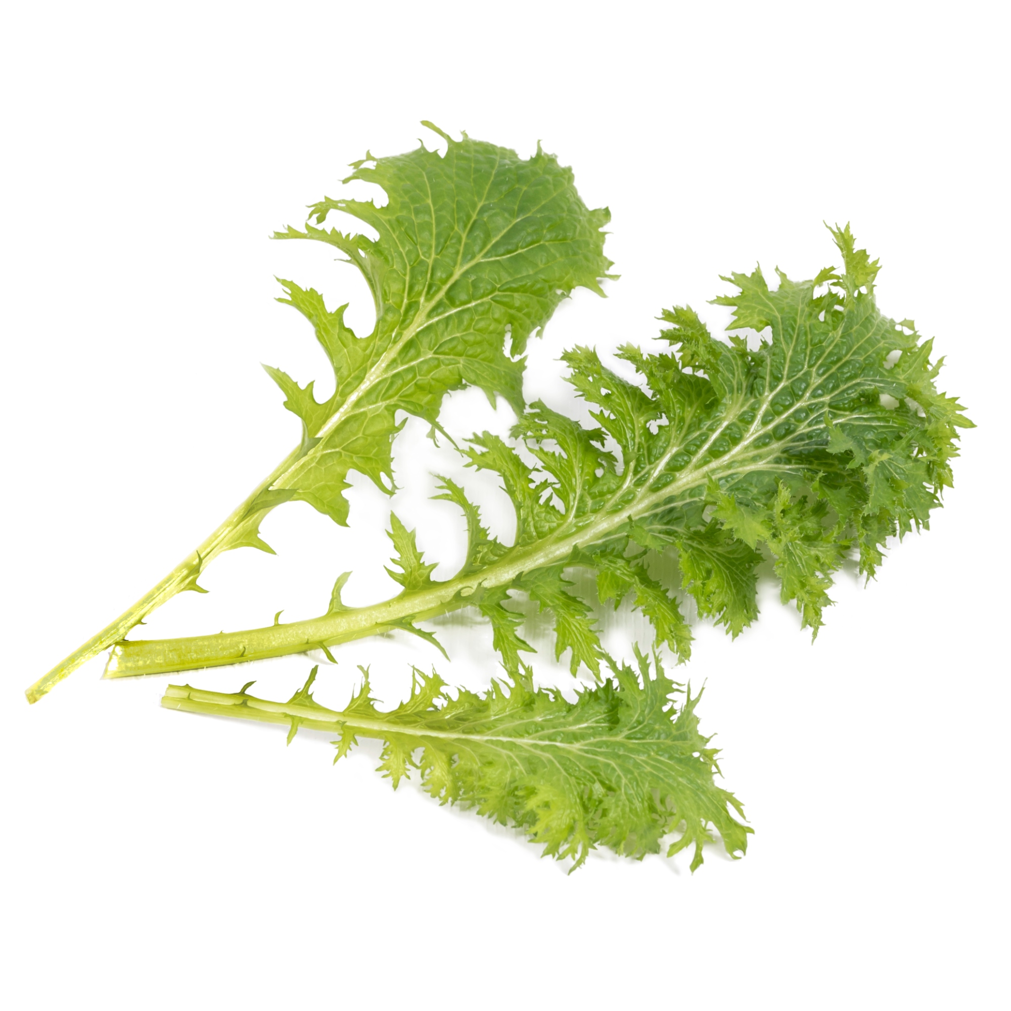 Lingot® - Wasabi-Senf
