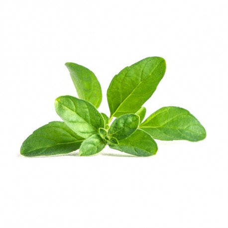Lingot® - Bio Polei - Minze
