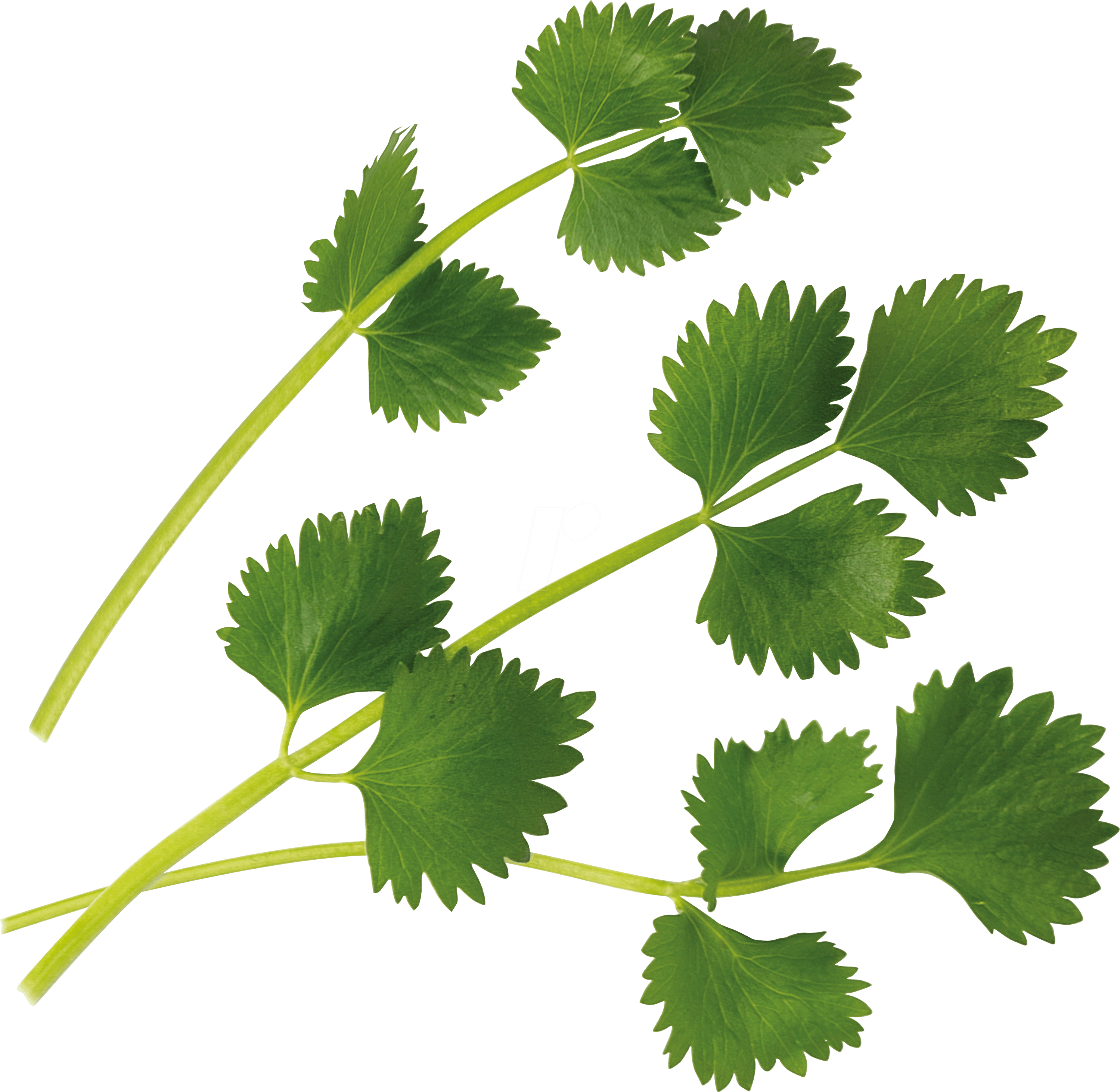Lingot® - BIO grüner Anis